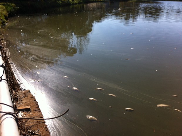 Indústria de biodiesel é multada por morte de peixes em Erechim-RS