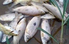 Centenas de peixes morreram ao longo do Rio dos Bois, em Goiás (Foto: Reprodução/TV Anhanguera)