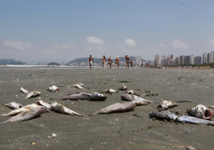 Peixes mortos voltam a ser flagrados em faixa de areia das praias de Santos