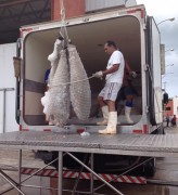 Peixes nobres sendo armazenados na Paraíba, Governo investiu R$ 206 Mil Reais (Foto Divulgação)