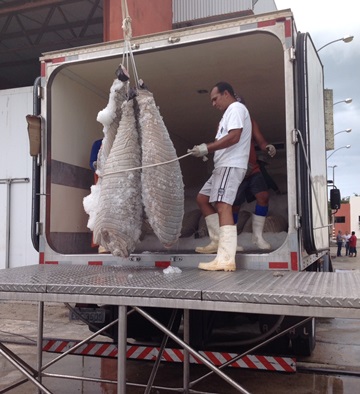 Governo da Paraíba investe R$ 206 mil e pescadores trazem do oceano R$ R$ 110 mil em peixes nobres já na primeira viagem