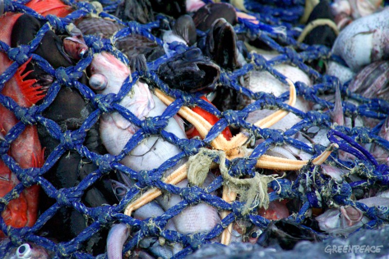 Plano Nacional de Combate a Pesca Ilegal promete fiscalização e orientação