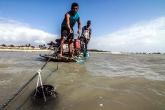 pesca de polvo no nordeste