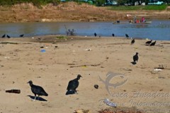 pesca ilegal causa desperdicios no Acre 2