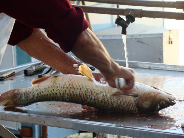 Caminhões de peixe são retirados do rio Tocantins em região próxima a Guarai