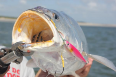 pescada