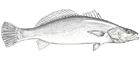 Pescada