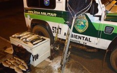 pescado apreendido em Guaporema-PR