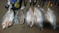 pescado apreendido em Londrina-PR