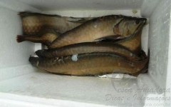 pescado apreendido em Manaus