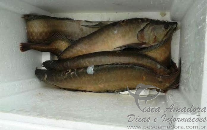 Polícia detém suspeito com 78kg de pescado ilegal em Manaus-AM