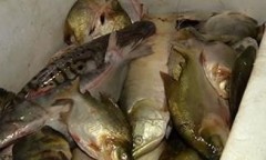 pescado apreendido em santarem