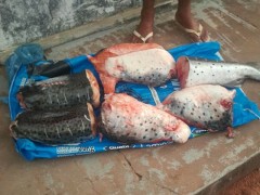 pescado apreendido no MT