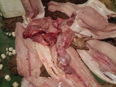 pescado apreendido no mt