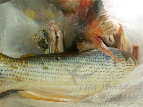 Homem é detido por pesca predatória no Rio Ivaí em Borrazópolis-PR