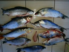 pescado apreendido no rio Ivai-PR