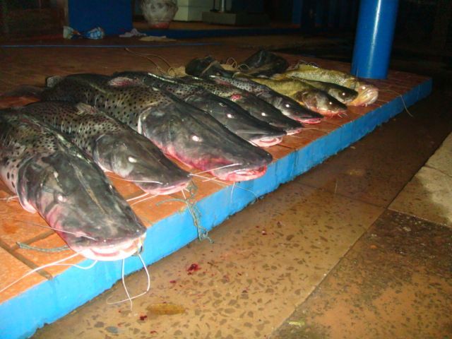 PMA apreende 79 quilos de pescado e petrechos proibidos para pesca no MS
