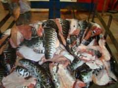 pescado apreendido pela pma no Pantanal