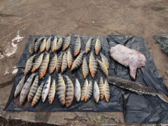 pescado apreendido pela polici militar em Lins-SP