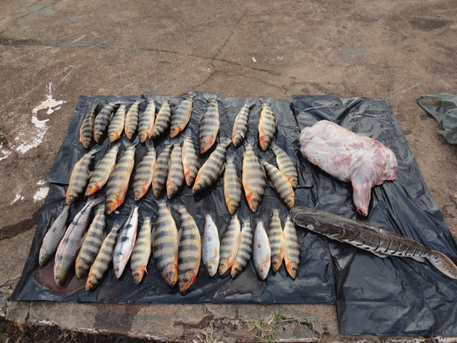 Homem é detido transportando 41 peixes e sete redes de pesca proximo a Lins-SP