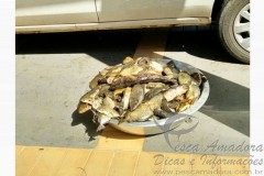 pescado apreendino no Rio Tiete em Barbosa-SP