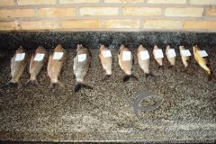 pescado fora da medida apreendido no MS