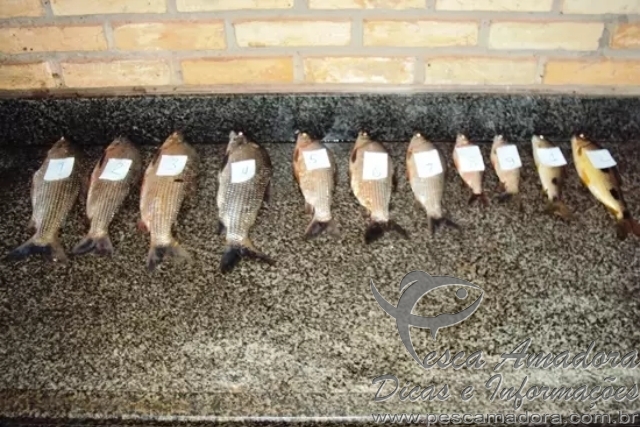 PMA apreende tarrafa e pescado fora da medida em local proibido no MS