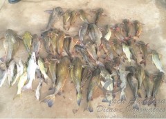 pescado fora da medida apreendido no rio Parana em Icaraima-PR