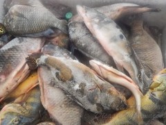pescado ilegal apreendido em Ubarana-SP