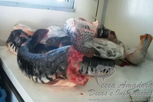 Quatro são autuados por pesca ilegal no MS