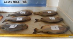 pescado ilegal apreendido no ms