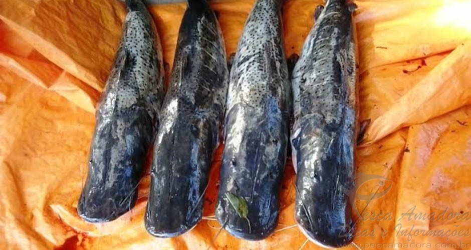 PMA apreende 52 kg de pescado ilegal em Anastácio-MS