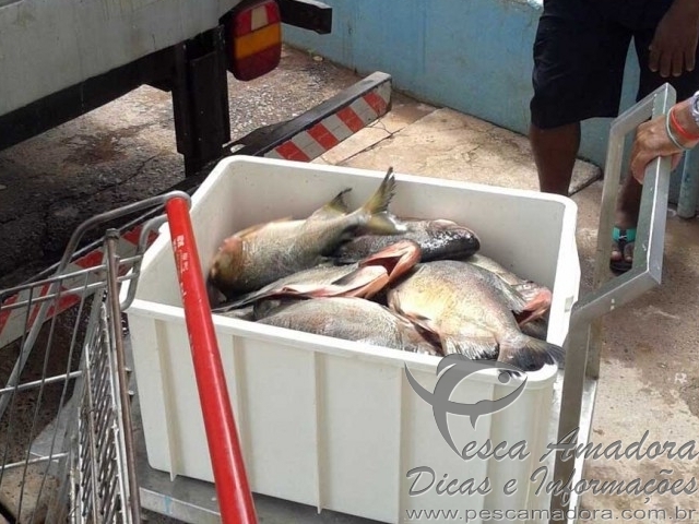 Mulher é presa por armazenar pescado irregular no MT