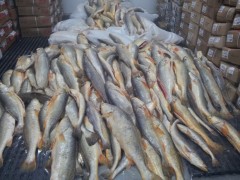 Mais de 100 kg de irregular foi apreendido no mt