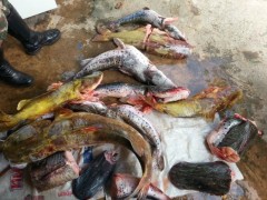 pescado irregulr apreendido no MS 2