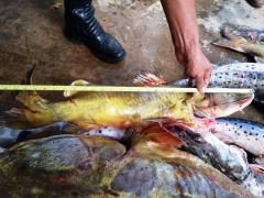 pescado irregulr apreendido no MS
