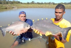pescado produzido em tocantins