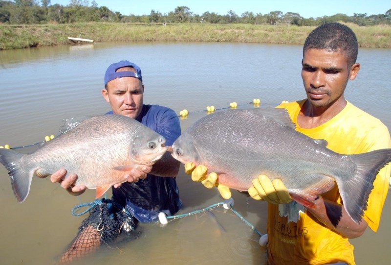 Tocantins produz 10 mil toneladas de pescado ao ano