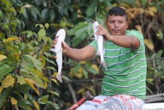 Pescador Artesanal na Amazonia (Foto: Agencia Brasil)
