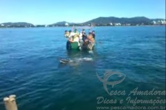 pescadores resgatam baleia presa em rede de pesca ilegal em Santa Catarina