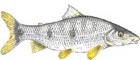 Piapara