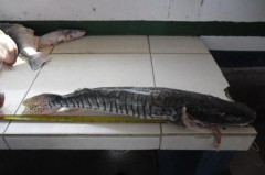 pintado apreendido pela PMA do PR