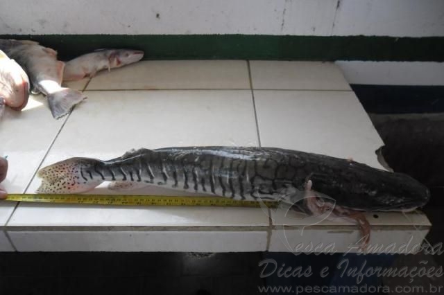 PMA prende quatro turistas que transportavam 100 kg de peixes ilegalmente no PR