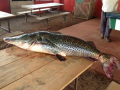 pintato abatido no rio parana