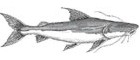 Piraíba