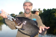 piranha-preta