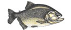 Piranha Preta