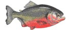 Piranha Vermelha