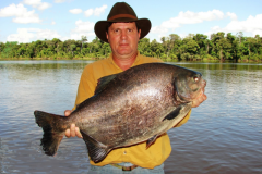 pirapitinga