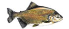 Pirapitinga